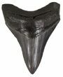 Sharp, Lower Megalodon Tooth - Georgia #52797-1